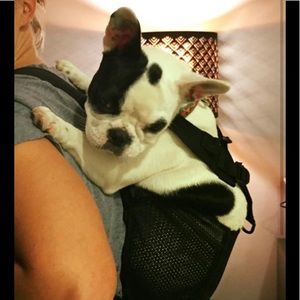 Ruffit dog carrier front facing dog carrier